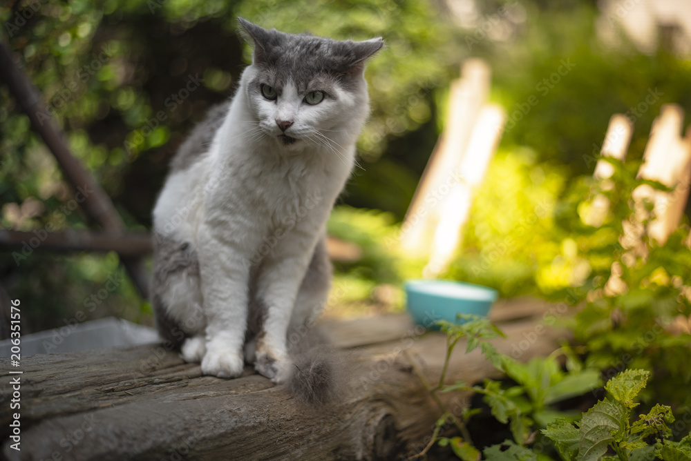 Obraz premium Cats are on a log with cups.