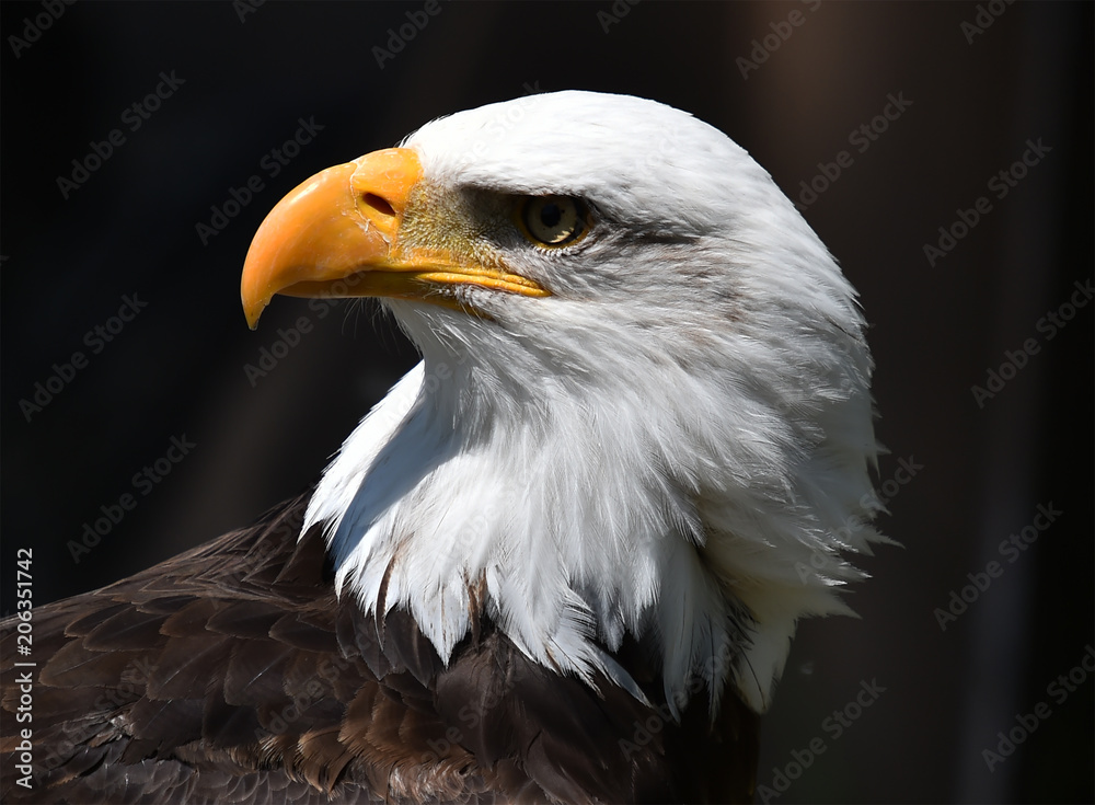 Fototapeta premium aguila calva americana