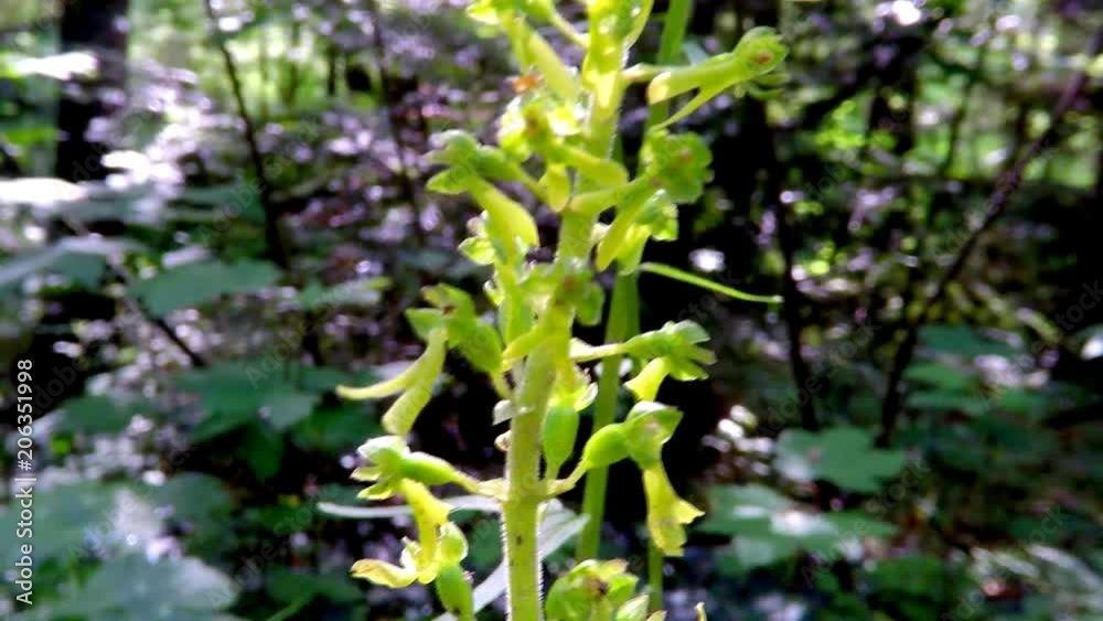 Twayblade, orchid of the German flora Twayblade, orchid of the German flora