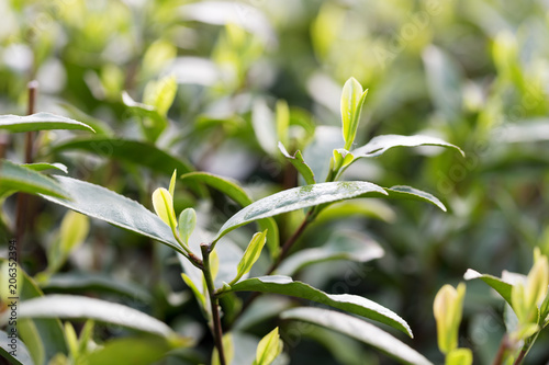 Fototapeta Naklejka Na Ścianę i Meble -  Tea leaves at a plantation in the beams of sunlight.