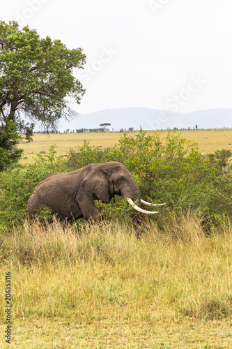 Portrait of an elephant in a bush. Masai Mara  Kenya