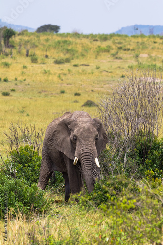 Portrait of an elephant in the savannah. Masai Mara  Kenya