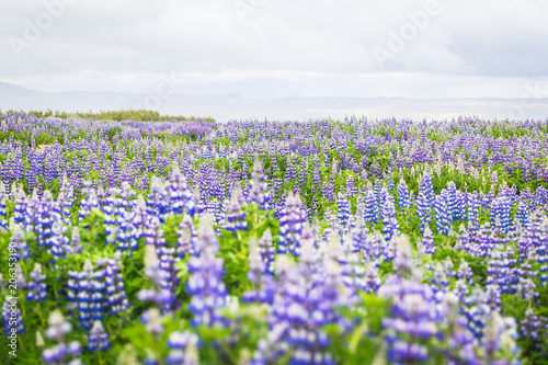 Lupin meadow in Iceland. Summer landscape.