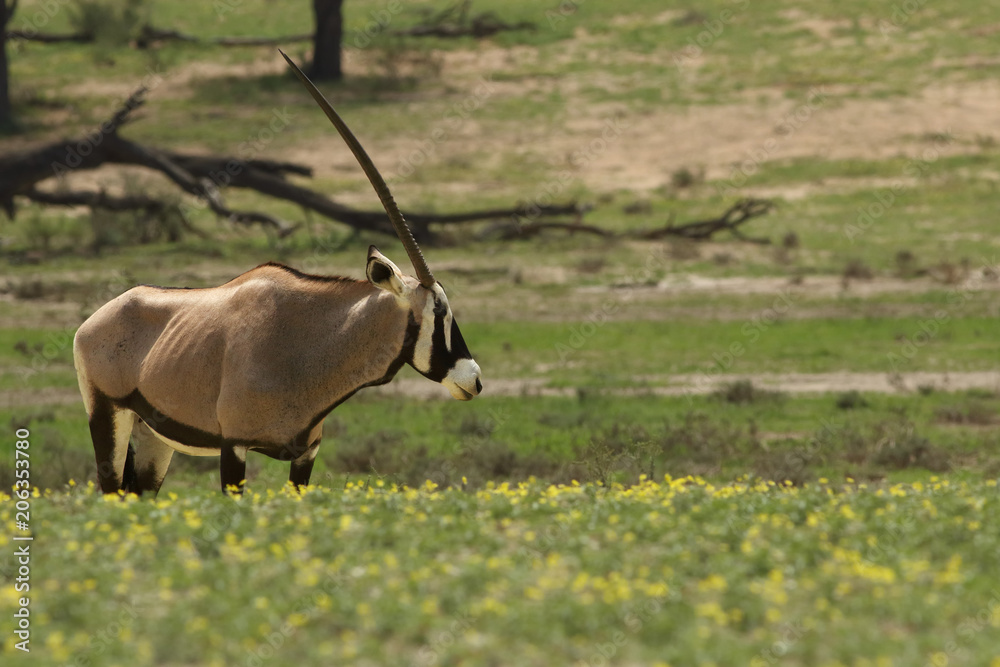 The gemsbok or gemsbuck (Oryx gazella) is standing in the blossom desert during spring with yellow flowers and looking down to dried riverbed The gemsbok or gemsbuck (Oryx gazella) is standing in the blossom desert during spring with yellow flowers and looking down to dried riverbed