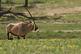 The gemsbok or gemsbuck (Oryx gazella) is standing in the blossom desert during spring with yellow flowers and looking down to dried riverbed
