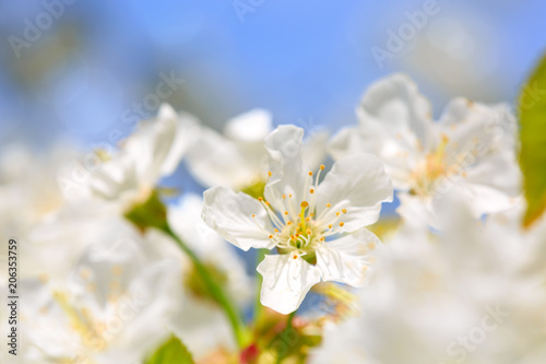 Close up on white cherry blossoms.