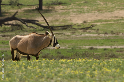 The gemsbok or gemsbuck (Oryx gazella) is standing in the blossom desert during spring with yellow flowers and looking down to dried riverbed photo