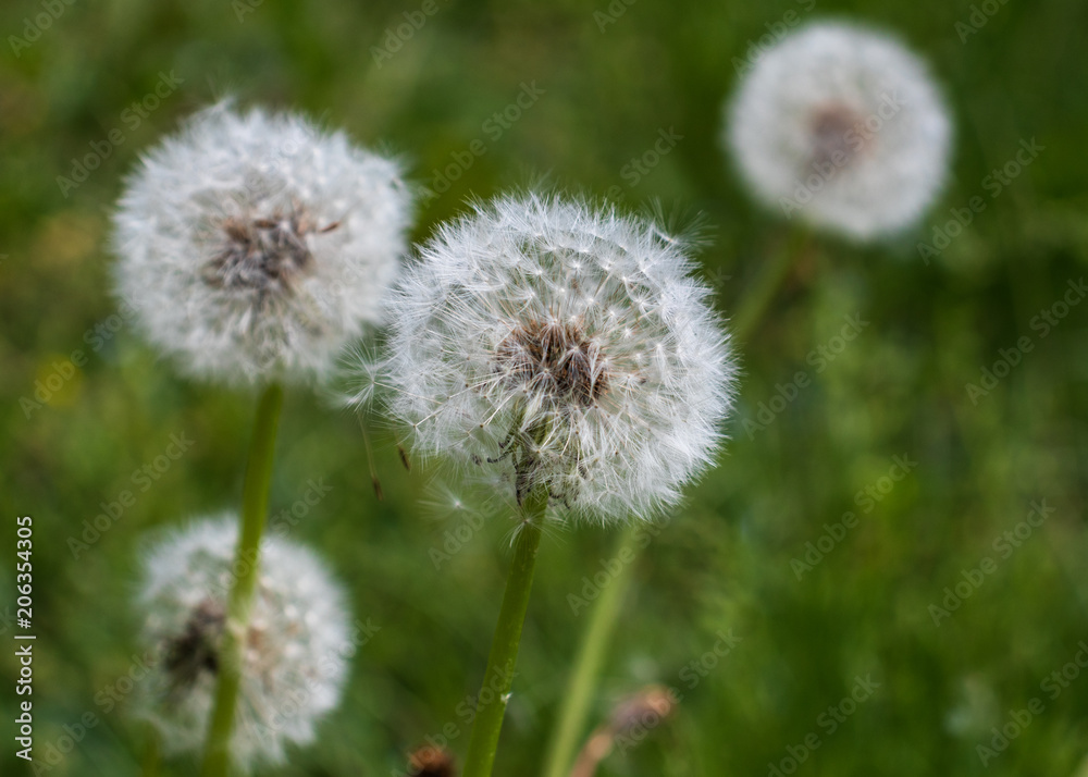 Group of four dandelions on a green blurry background. Group of four dandelions on a green blurry background.