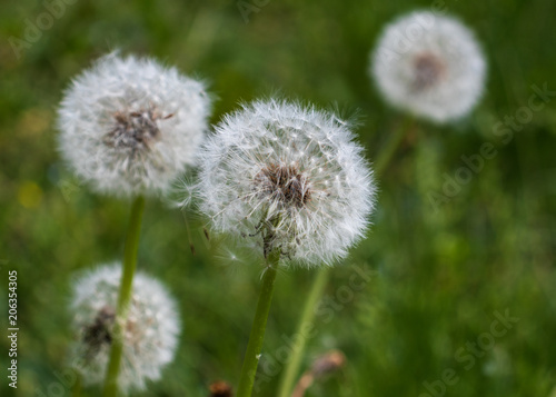 Group of four dandelions on a green blurry background.