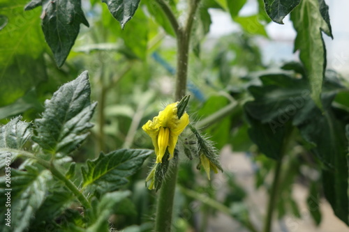 トマトの花（トマトの苗）