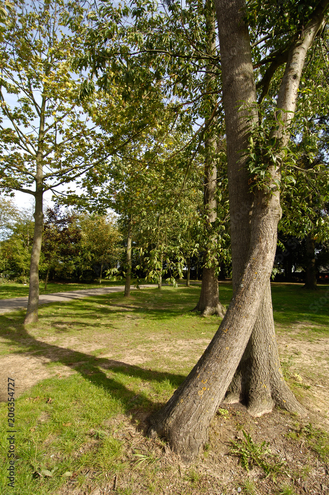 Obraz premium bois arbre foret nature vert environnement chemin sentier