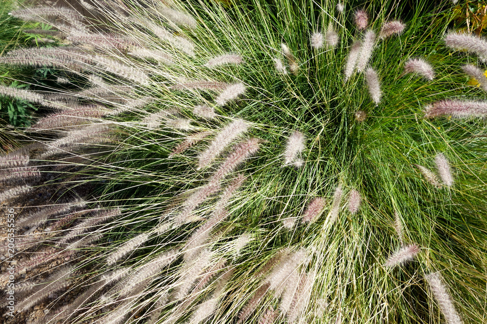 Clump of Fountain Grass (Pennisetum setaceum) Clump of Fountain Grass (Pennisetum setaceum)