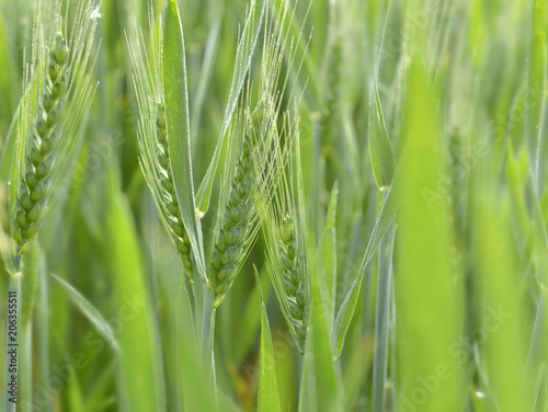 close on green ear of wheat in a field in spring 