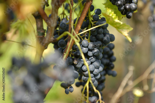 raisin fruit recolte vin vendange