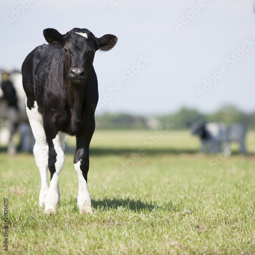 young black and white calf stands in meadow and stares curiously into camera with cows in the background