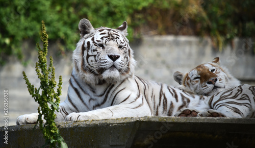 tigre de bengala photo