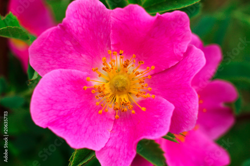 Pink flowers dog-rose or brier (sweetbrier) Close-up of a green background
