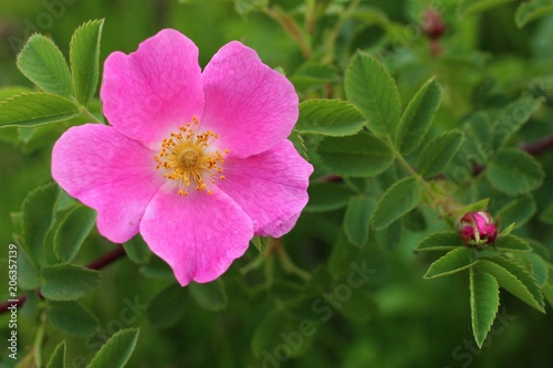 Photography Pink flowers dog-rose or brier (sweetbrier) Close-up of a green background