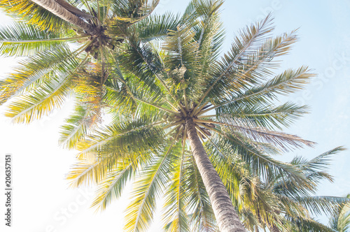 Coconut palm trees