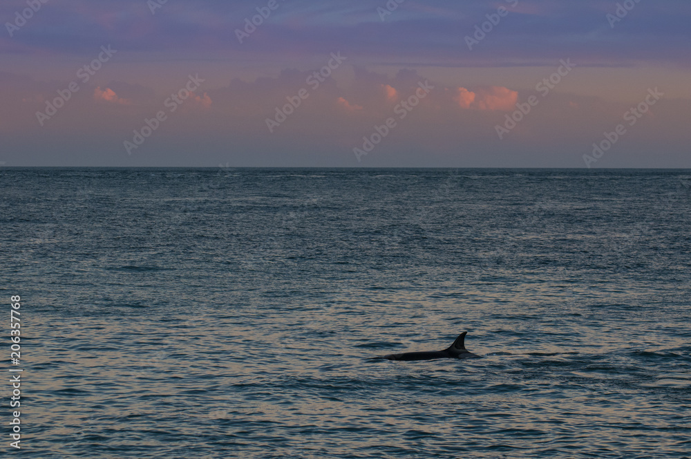 Orca at sunset, Patagonia , Argentina