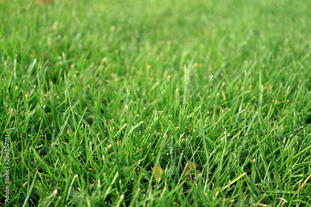 Image of a green lawn.