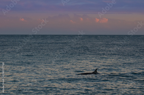 Orca at sunset, Patagonia , Argentina