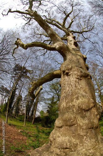 arbre branches nature environnement