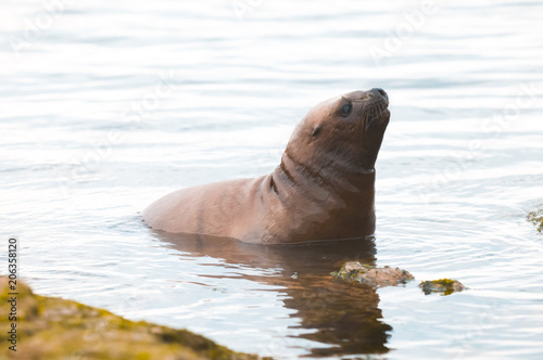 Sea Lion pup   Patagonia Argentina