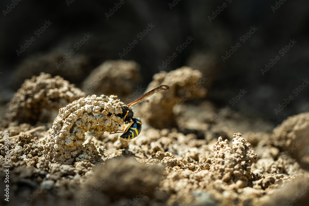 Female Potter wasp building her nest, endangered species Female Potter wasp building her nest, endangered species