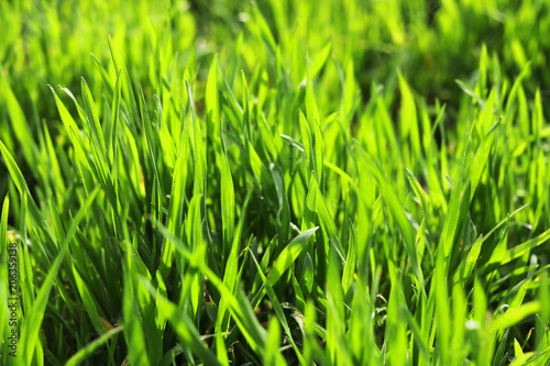 green spring fresh grass. toned. natural background.