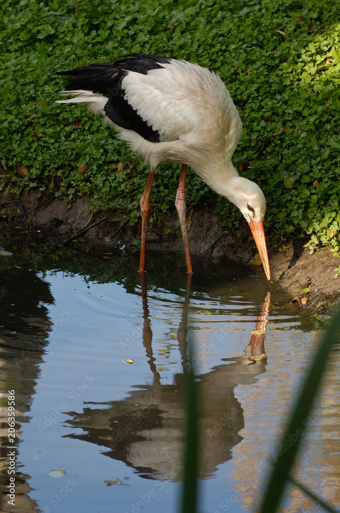 Fototapeta premium oiseau cigogne 