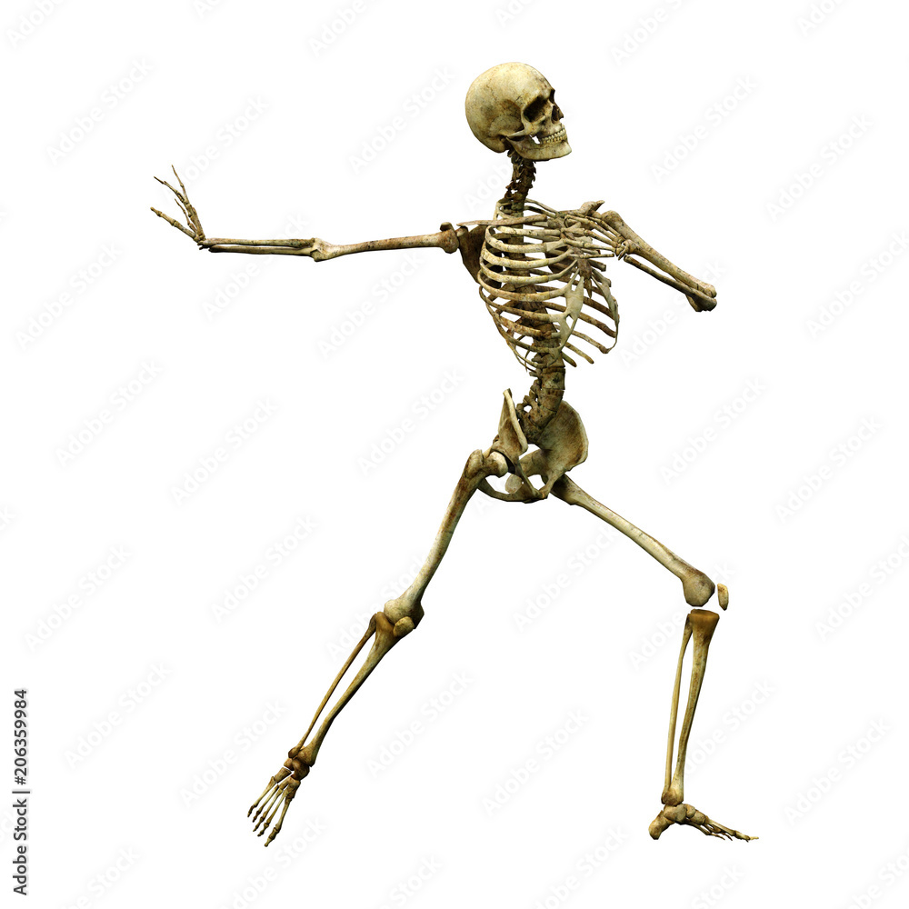 3D Rendering Human Skeleton on White 3D Rendering Human Skeleton on White