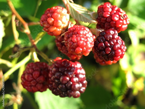 detail of immature blackberries
fruit with prickly thorns
