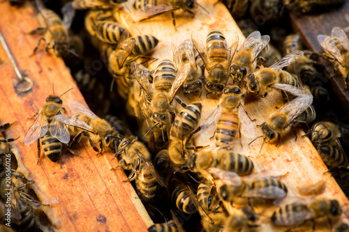 Honigbienen im Bienenmagazin auf dem Holzrahmen der Bienenwaben