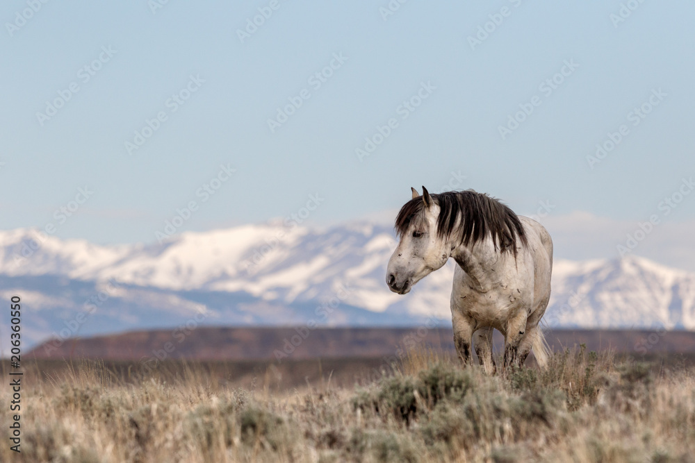 Obraz premium Wild Horse