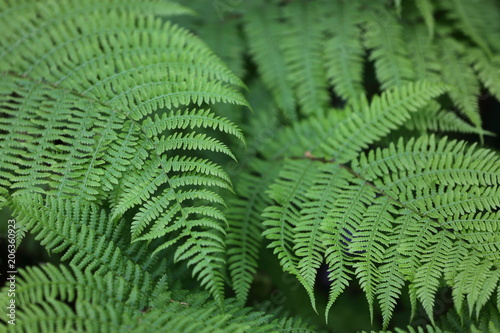 felce verde