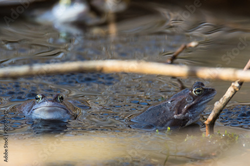 Moor frogs in blue color at mating season