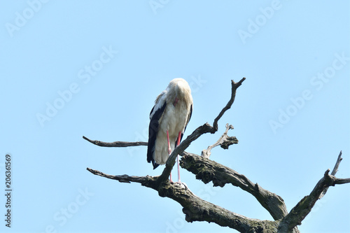 white stork high on the trees  in the nest