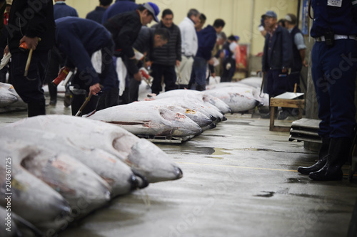 Tsukiji fish market 