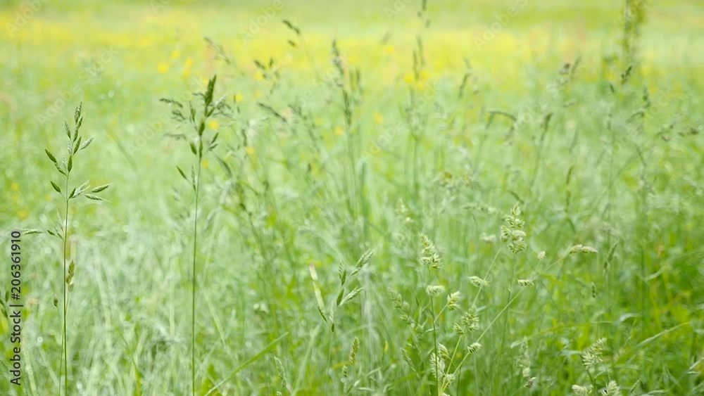 Wild oat field gloomy weather Wild oat field gloomy weather
