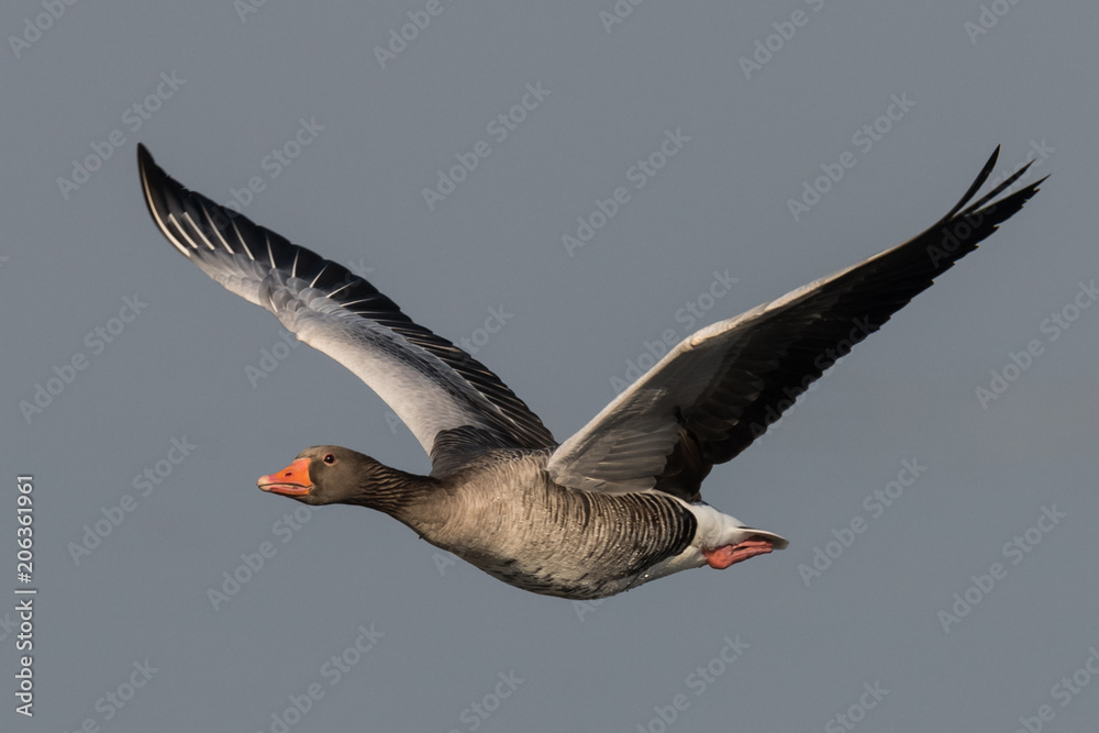 greylag goose geese, anser anser