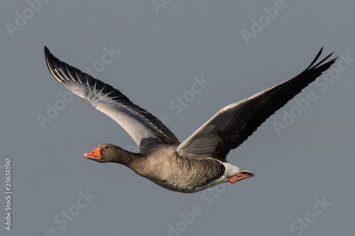 Obraz na płótnie greylag goose geese, anser anser w salonie