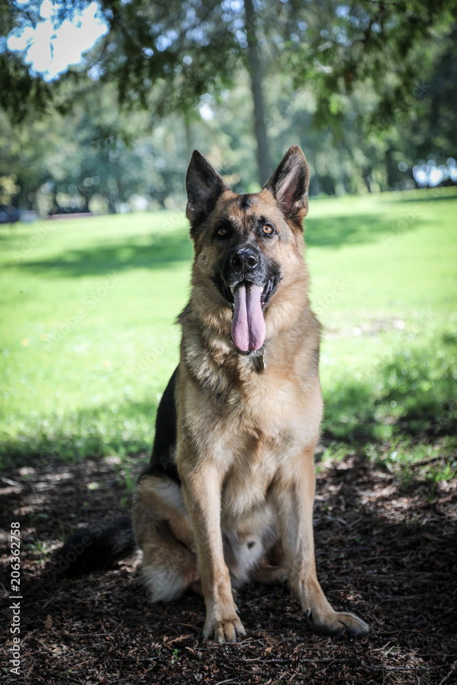 Leo the German Shepherd