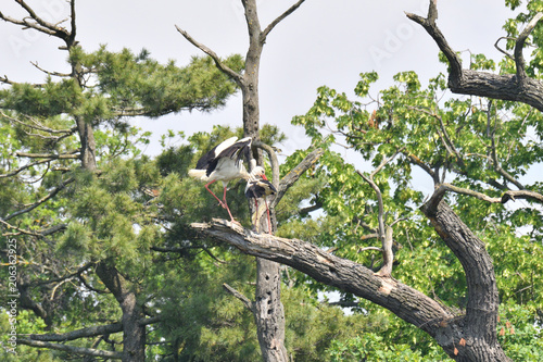 white stork high on the trees  in the nest
