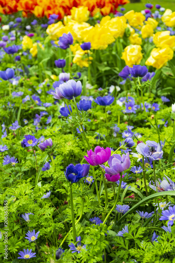 Fototapeta premium Multicolored summer Flowers