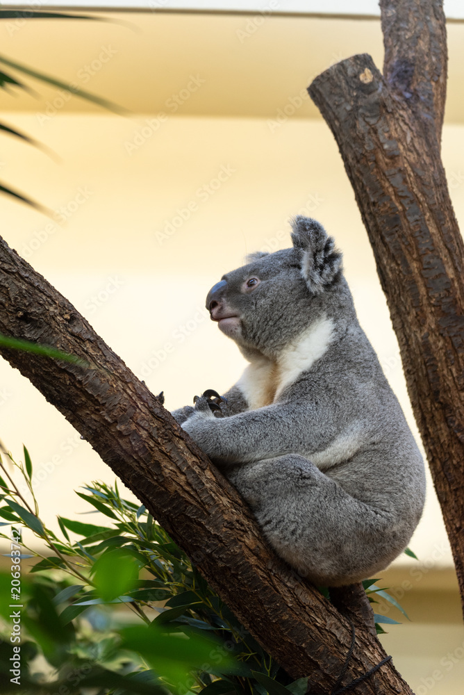 Obraz premium Koala