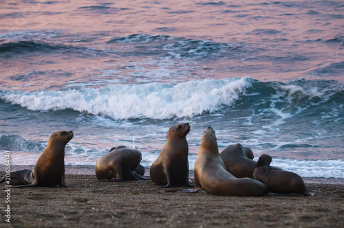 Sea lion colony on a beach, patagonia Argentina