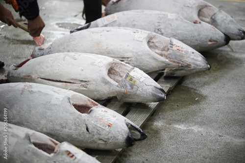 Tsukiji fish market 