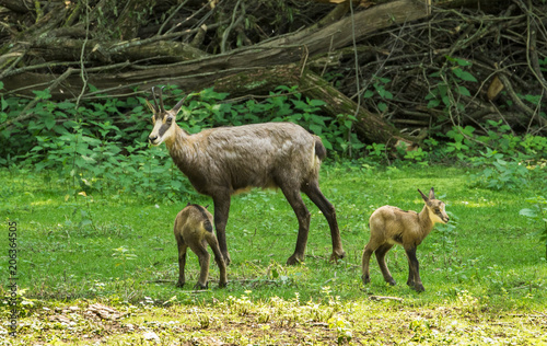 Chamois with child at the edge of the forest. Karlsruhe  Germany  Europe.