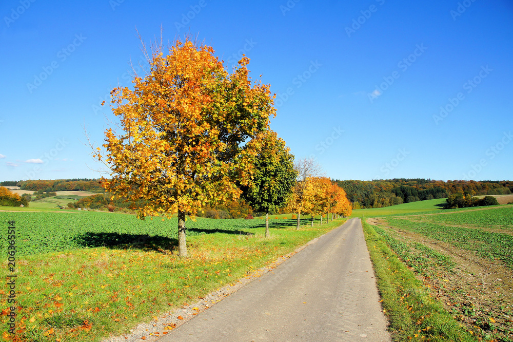Feldwirtschaftsweg im Herbst mit jungen Ahornbäumen 
